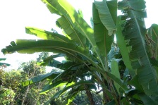 Bananenstauden im Garten.